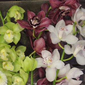 cymbidium / orkidea 15€ - 45€